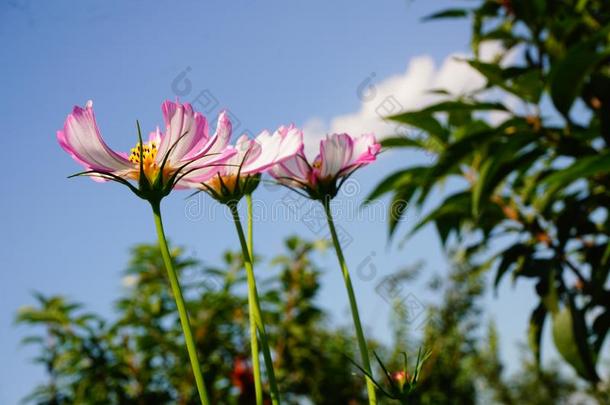 指已提到的人最美好花