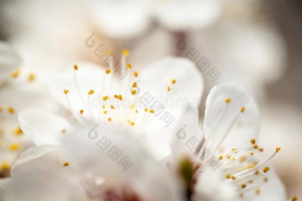 春季,季,白色的花关于杏树关-在上面.春季