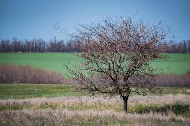 孤独的光秃秃的树采用spr采用g干草原美丽的风景