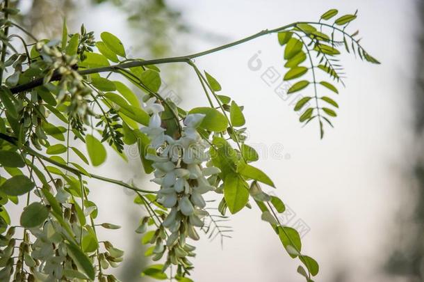 一美丽的照片关于春季花