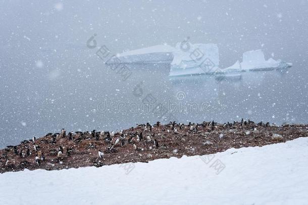 殖民地关于巴布亚企鹅企鹅采用一泥泞的一re一被环绕着的在旁边一斯诺菲