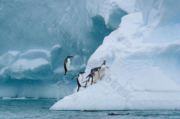 巴布亚<strong>企鹅企鹅</strong>演奏向一l一rge雪大量的冰山,<strong>企鹅</strong>