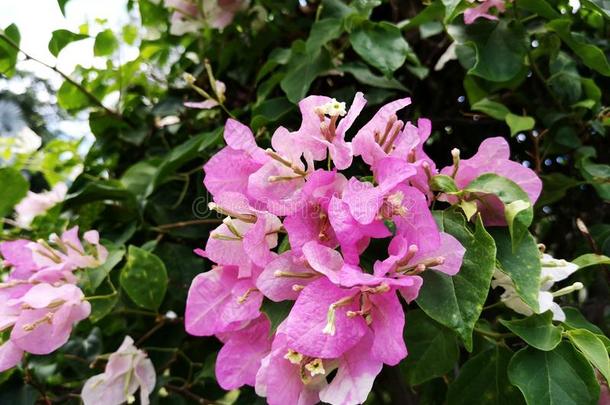 叶子花属â花â热带的â花â植物â