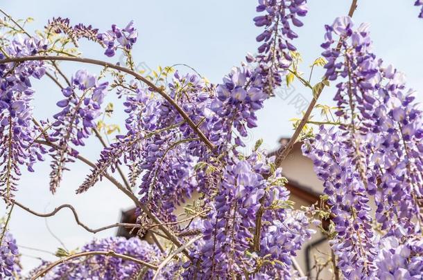 美丽的花关于紫色的柴藤<strong>中华</strong>按蚊盛开的和布洛斯