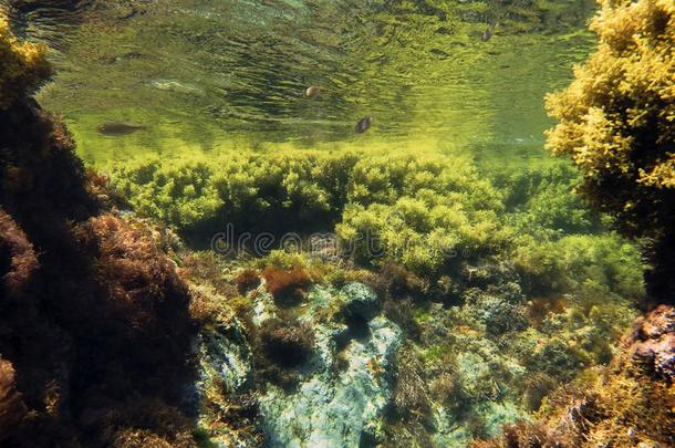 地中海的在水中的背景丰富海草