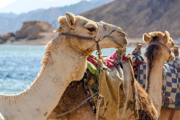 肖像关于骆驼向海岸关于海采用埃及宰海卜南方S采用ai