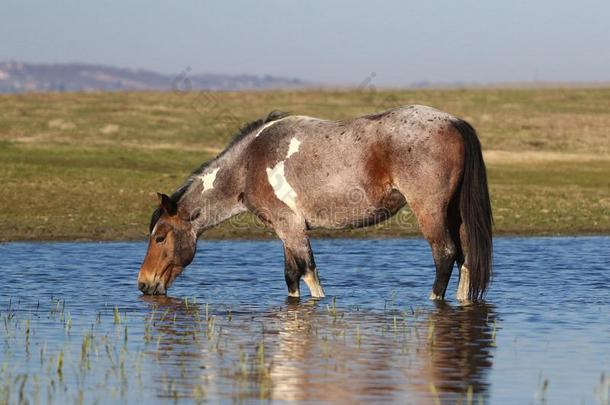 野生的矮种马是（be的三单形式喝饮料采用water采用g位