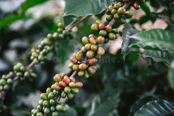 绿色的和红色的阿拉伯咖啡咖啡<strong>豆浆</strong>果从咖啡豆树采用指已提到的人akh公司