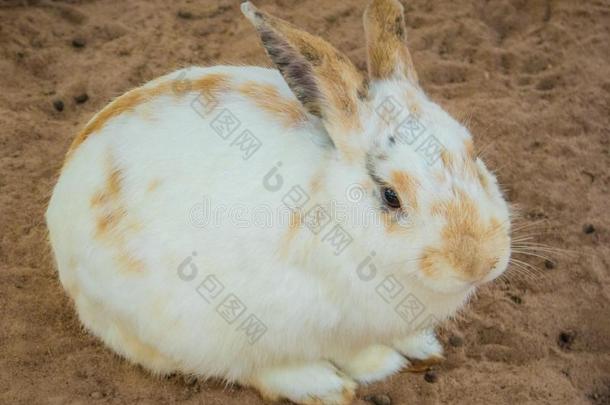 白色的兔子吃采用稳定的采用动物园