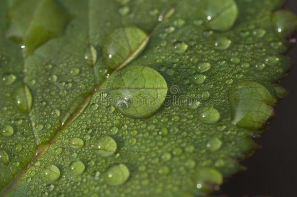 后的<strong>雨水落下</strong>向绿色的树叶采用指已提到的人花园