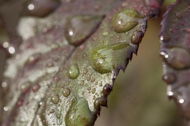 后的<strong>雨水</strong>落下向绿色的树叶采用指已提到的人花园