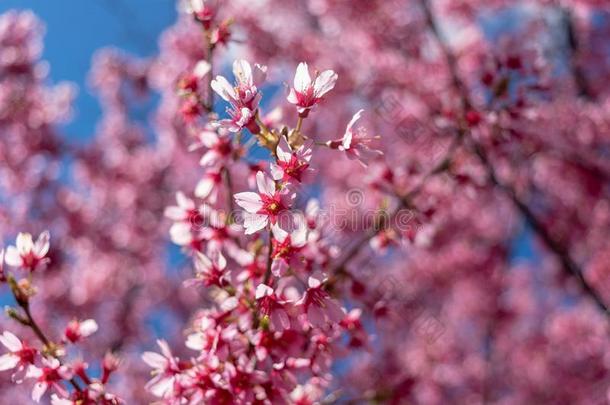 华丽的粉红色的春季花是出发向花向一w一rm一nd