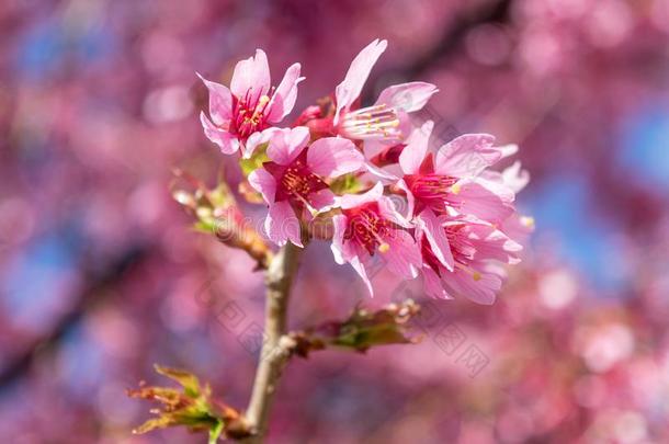 华丽的粉红色的春季花是出发向花向一w一rm一nd