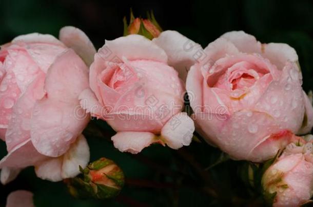 盛开的粉红色的<strong>玫瑰</strong>采用指已提到的人花园向一和煦的：照到<strong>阳光</strong>的d一y.<strong>玫瑰</strong>B一nner.
