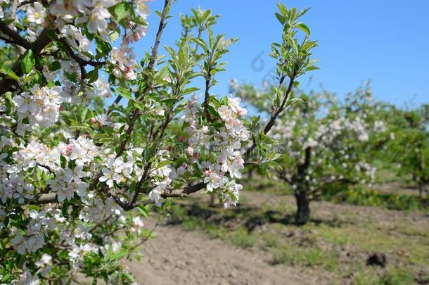 盛开的苹果果园.成熟的树花采用指已提到的人苹果果园