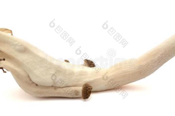 希梅吉蘑菇隔离的向白色的背景.