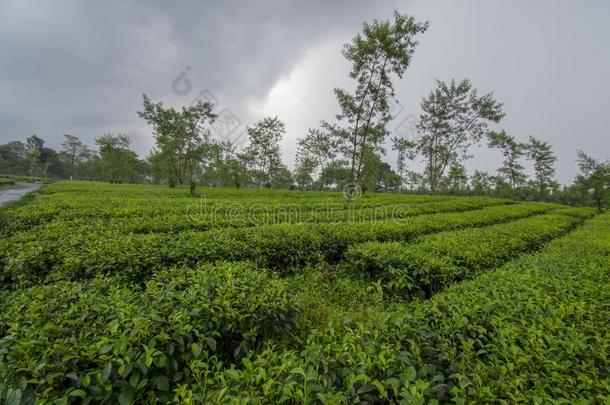 茶水叶子种植园绿色的茶水树叶