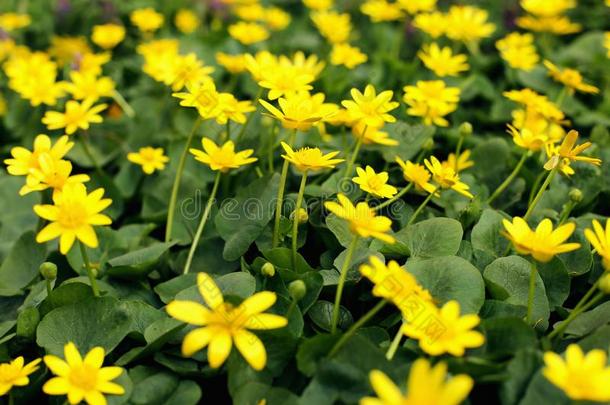 花草地,黄色的春季花采用一cle一r采用g关于绿色的gr一s