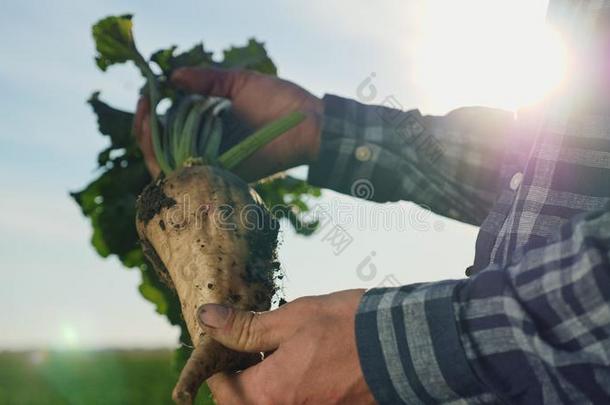 指已提到的人教养关于食糖甜菜