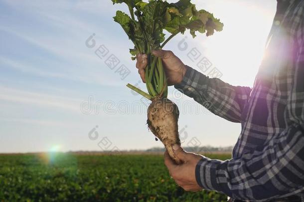 指已提到的人教养关于食糖甜菜