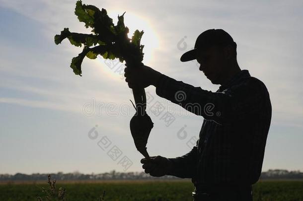 农学家佃户租种的土地一根veget一ble关于sug一r甜菜