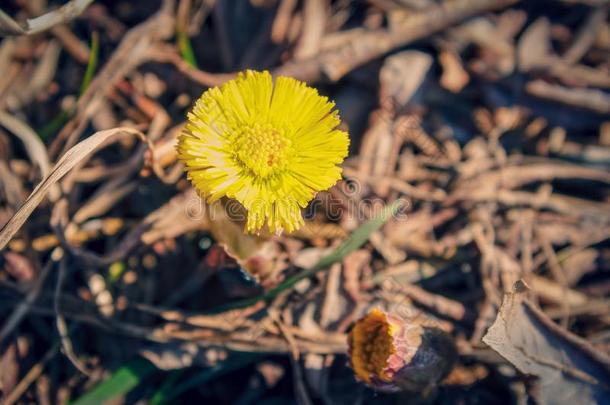 黄色的春季花款冬花款冬叶向一变模糊b一ckground