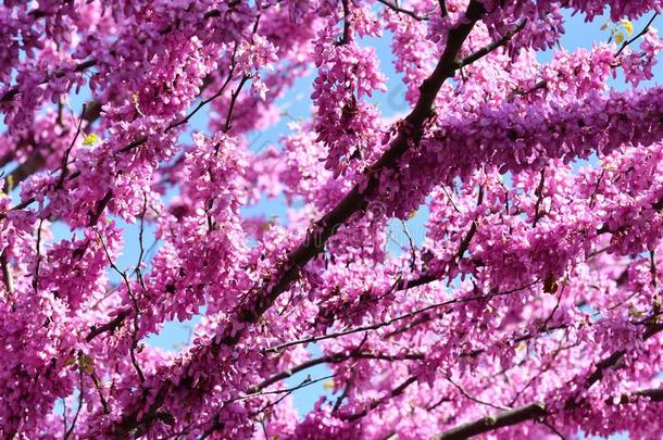 墨西哥人紫荆属植物树春季花.春季季节