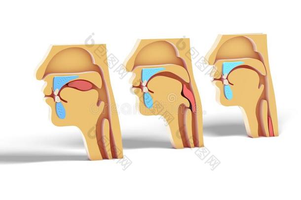 3英语字母表中的第四个字母说明人上端展映给食过程,<strong>耳鼻喉</strong>科