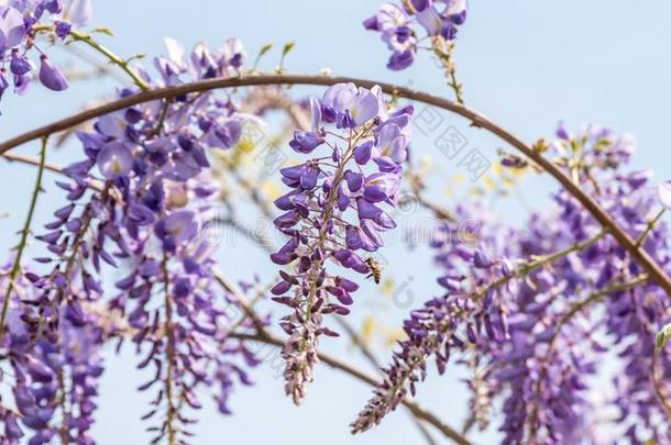 美丽的花关于紫色的柴藤中华按蚊盛开的和布洛斯