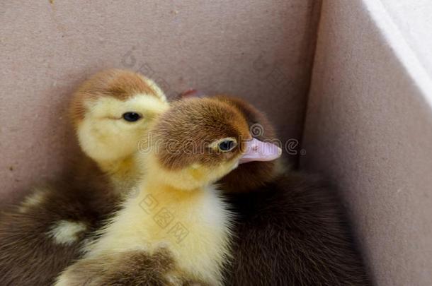 小鸭关于一麝香的鸭子