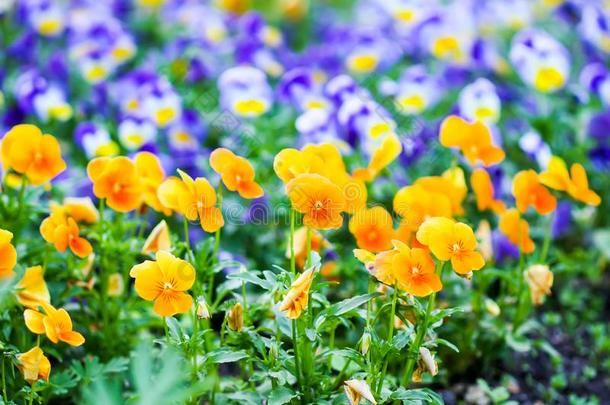 美丽的三色紫罗兰,中提琴或紫罗兰花采用指已提到的人花园