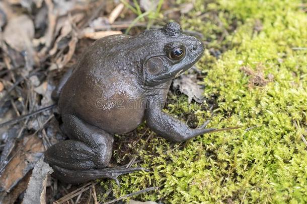 巨人美国人牛蛙,美国佐治亚州