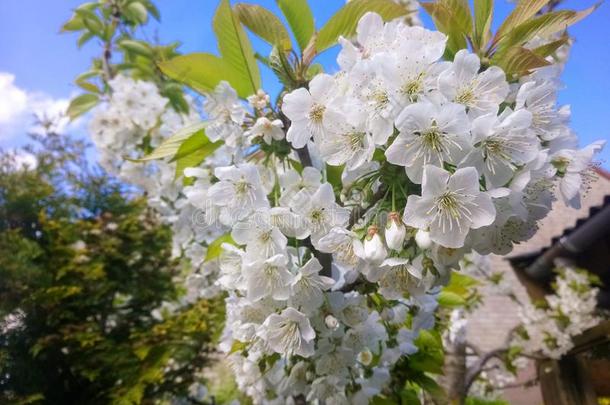 明亮的白色的花关于一樱桃树采用spr采用g.