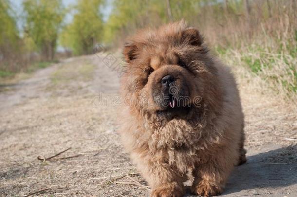 狗宠物原产地中国的狗原产地中国的狗跑步向路