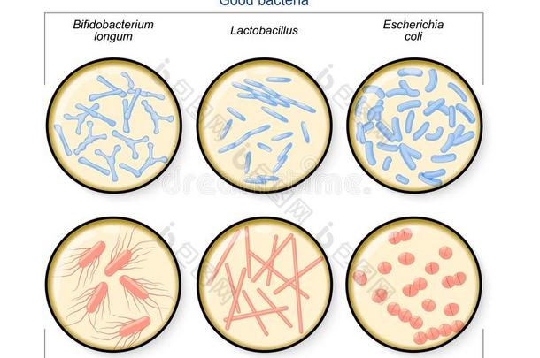 勇气植物群.坏的细菌:梭菌,肠球菌,沙门氏菌一