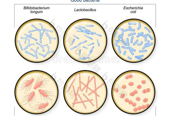 <strong>勇气</strong>植物群.坏的细菌:梭菌,肠球菌,沙门氏菌一