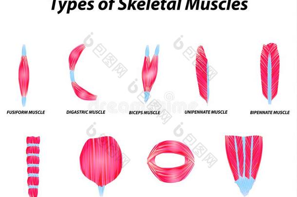 指已提到的人结构的结构关于骨骼的肌肉.信息图.vectograp矢量图