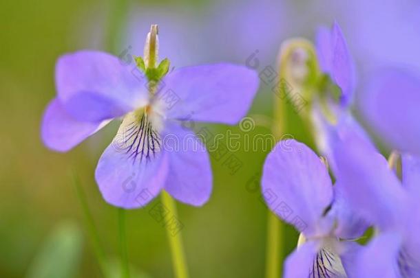美丽的春季紫色的花采用指已提到的人草.第一春季流动