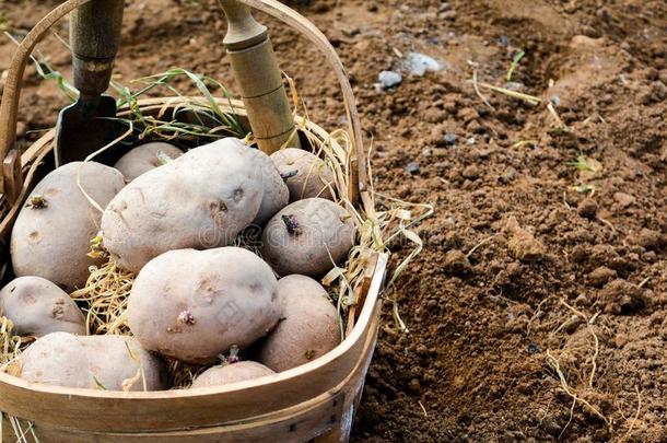 马铃薯,种植马铃薯向种植你的自己的事物蔬菜