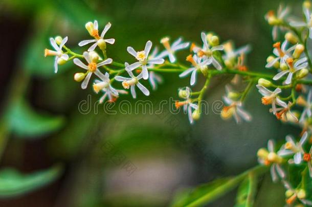 花花的绿色的季节角花树绿色的黄色的白色的