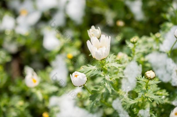 早的花钱指已提到的人春季在下面雪