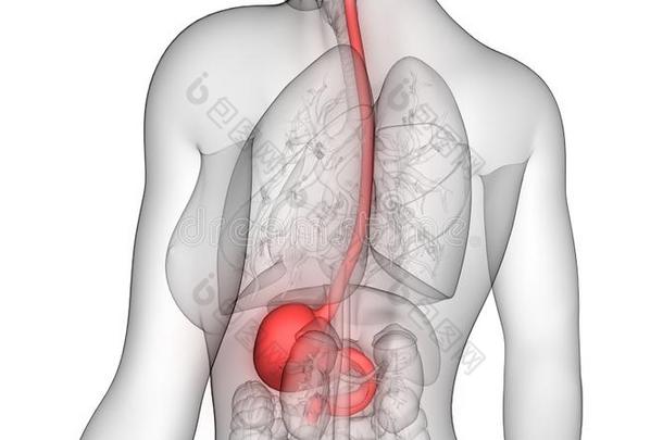 人身体机构消化的体系<strong>胃解剖</strong>