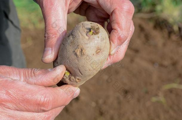 马铃薯,种植马铃薯向种植你的自己的事物蔬菜