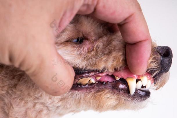 审查展映宠物狗牙涂上一层的和匾额和焦油