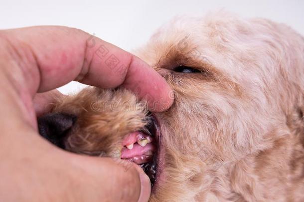 审查展映宠物狗牙涂上一层的和匾额和焦油