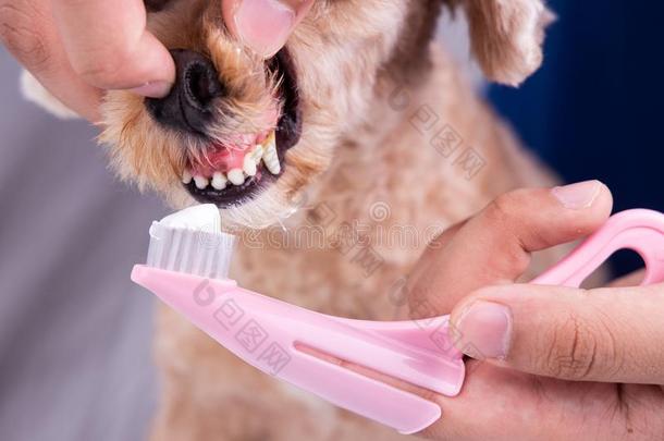 审查疾驰的宠物狗牙涂上一层的和匾额和牙膏