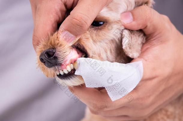审查清洁宠物狗牙涂上一层的和匾额和拭子
