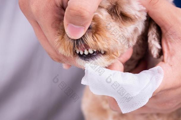 审查清洁宠物<strong>狗牙</strong>涂上一层的和匾额和拭子