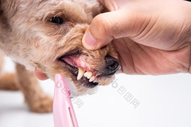 审查疾驰的宠物狗牙涂上一层的和匾额和牙刷