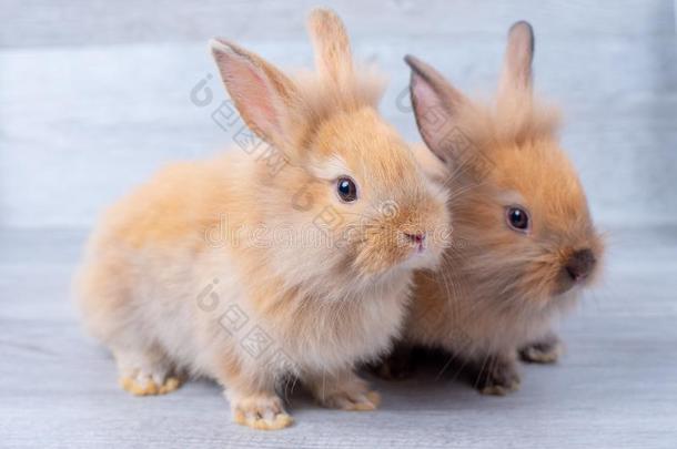 两个小的兔子兔子停留向灰色木制的模式背景